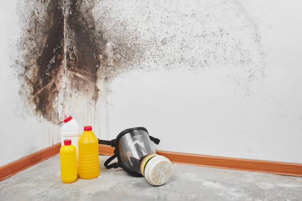 Best Health and Safety Mold Remediation in Arcanum, OH