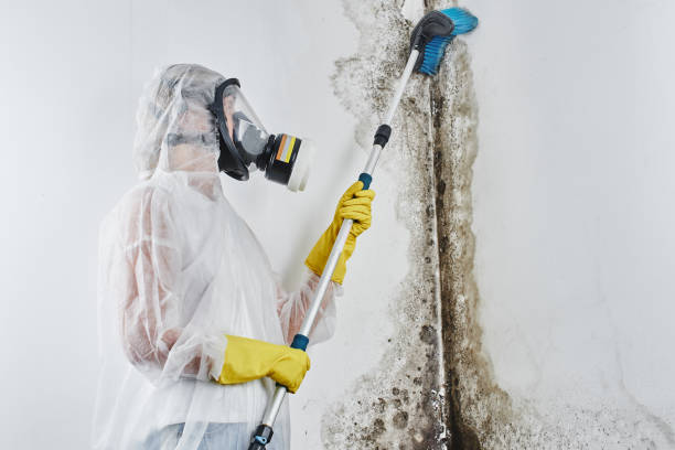 Best Residential Mold Remediation in Arcanum, OH