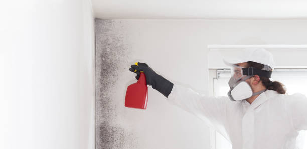 Best Residential Mold Remediation in Arcanum, OH