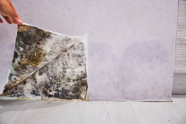 Best Commercial Mold Remediation in Arcanum, OH